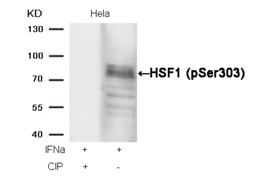 Western blot - HSF1 (phospho-Ser303) Antibody from Signalway Antibody (11263) - Antibodies.com