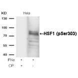 Western blot - HSF1 (phospho-Ser303) Antibody from Signalway Antibody (11263) - Antibodies.com