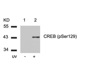 Western blot - CREB (Phospho-Ser129) Antibody from Signalway Antibody (11273) - Antibodies.com