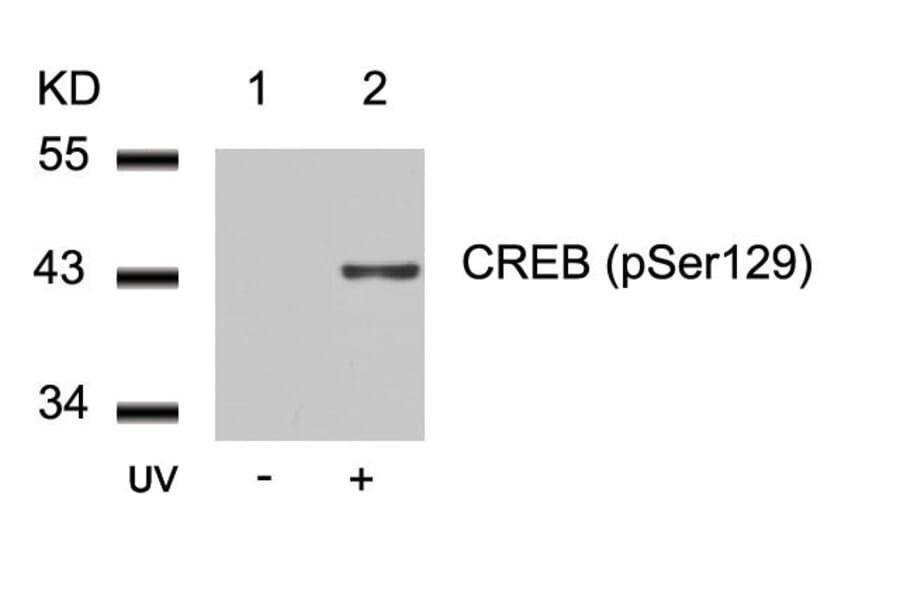 Western blot - CREB (Phospho-Ser129) Antibody from Signalway Antibody (11273) - Antibodies.com