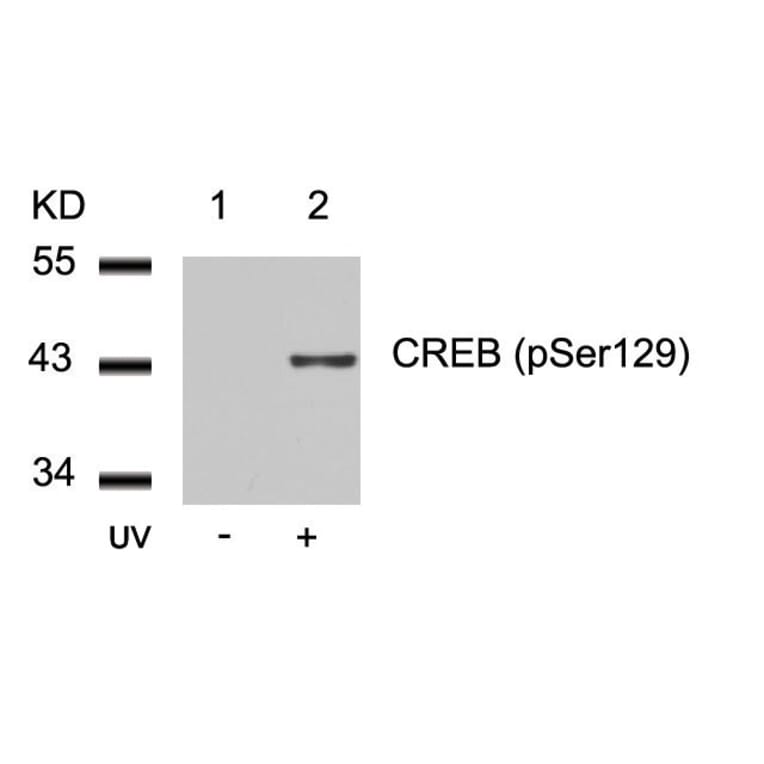 Western blot - CREB (Phospho-Ser129) Antibody from Signalway Antibody (11273) - Antibodies.com