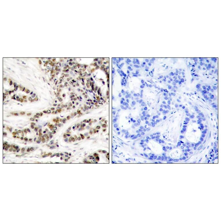 Immunohistochemistry - CREB (Phospho-Ser129) Antibody from Signalway Antibody (11273) - Antibodies.com