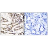 Immunohistochemistry - CREB (Phospho-Ser129) Antibody from Signalway Antibody (11273) - Antibodies.com