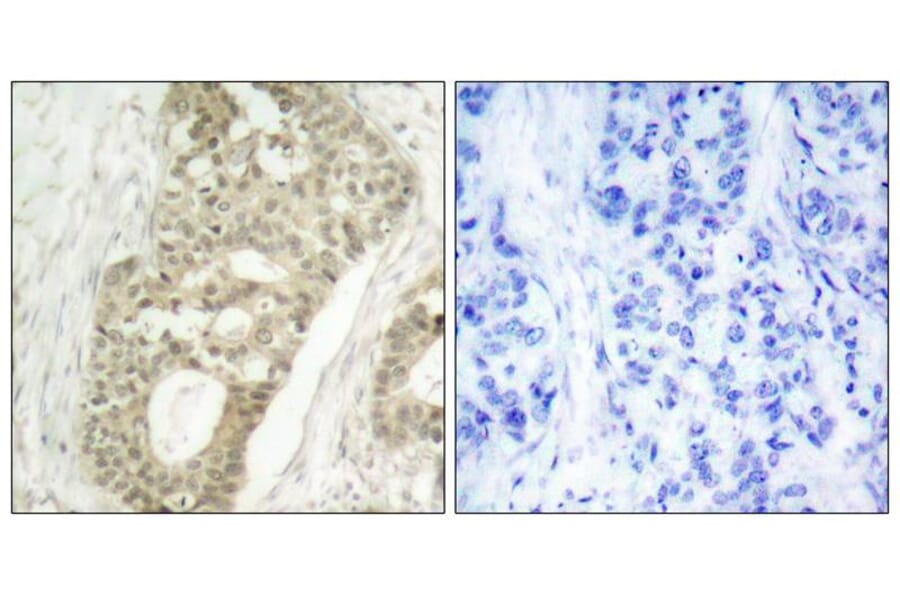 Immunohistochemistry - PKCd (Phospho-Ser645) Antibody from Signalway Antibody (11296) - Antibodies.com