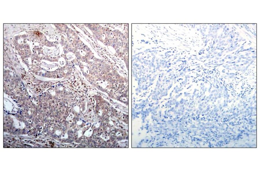 Immunohistochemistry - IkB-b (Phospho-Ser23) Antibody from Signalway Antibody (11304) - Antibodies.com