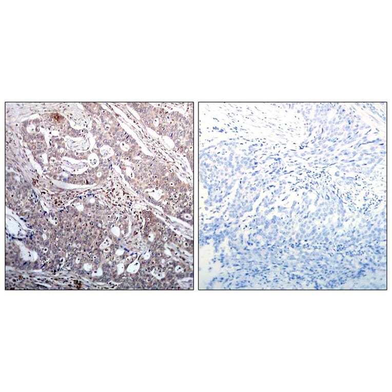 Immunohistochemistry - IkB-b (Phospho-Ser23) Antibody from Signalway Antibody (11304) - Antibodies.com