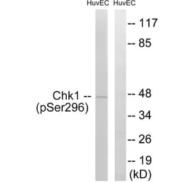 Western blot - Chk1 (Phospho-Ser296) Antibody from Signalway Antibody (11673) - Antibodies.com