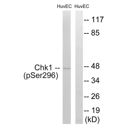 Western blot - Chk1 (Phospho-Ser296) Antibody from Signalway Antibody (11673) - Antibodies.com