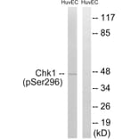 Western blot - Chk1 (Phospho-Ser296) Antibody from Signalway Antibody (11673) - Antibodies.com