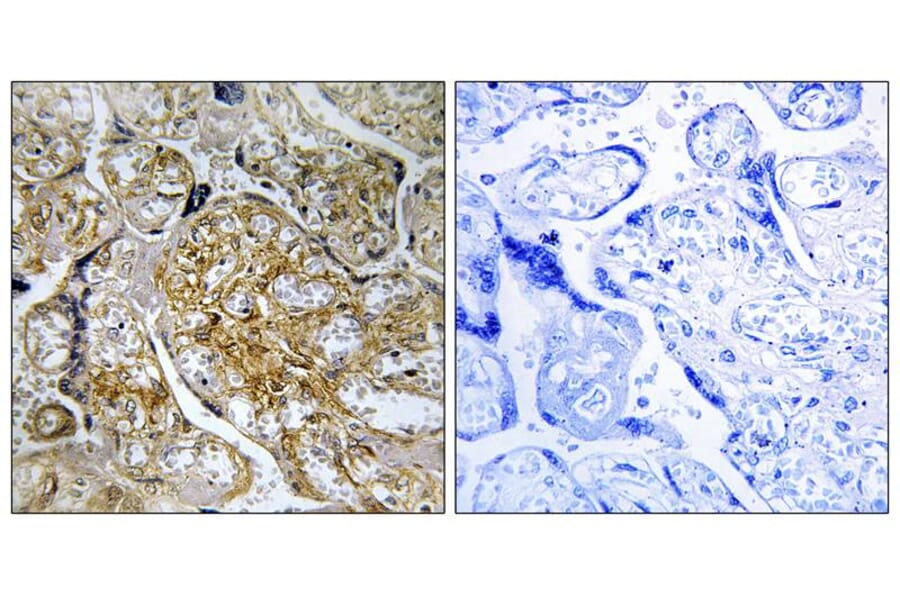 Immunohistochemistry - PAK1 (Phospho-Ser199) Antibody from Signalway Antibody (11699) - Antibodies.com