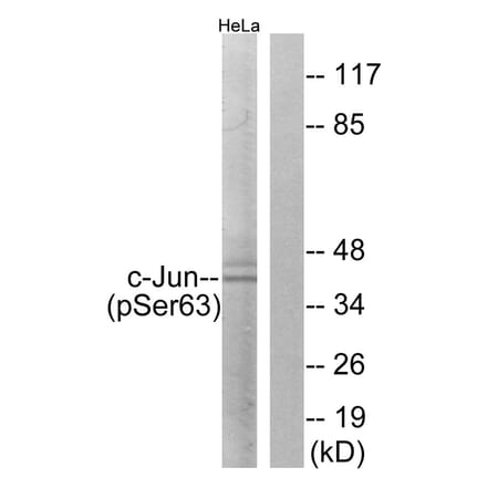 Western blot - c-Jun (Phospho-Ser63) Antibody from Signalway Antibody (11710) - Antibodies.com