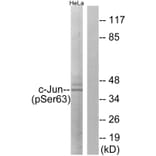 Western blot - c-Jun (Phospho-Ser63) Antibody from Signalway Antibody (11710) - Antibodies.com