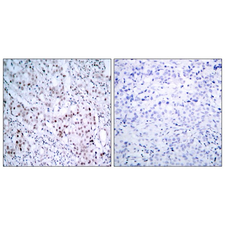 Immunohistochemistry - c-Jun (Phospho-Ser63) Antibody from Signalway Antibody (11710) - Antibodies.com