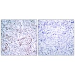 Immunohistochemistry - c-Jun (Phospho-Ser63) Antibody from Signalway Antibody (11710) - Antibodies.com