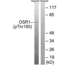Western blot - OSR1 (Phospho-Thr185) Antibody from Signalway Antibody (11746) - Antibodies.com