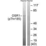 Western blot - OSR1 (Phospho-Thr185) Antibody from Signalway Antibody (11746) - Antibodies.com