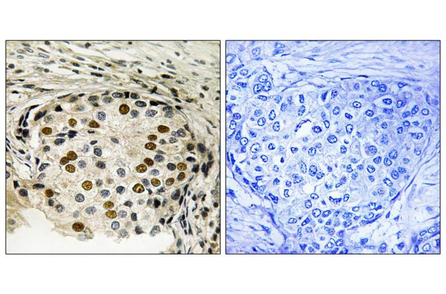 Immunohistochemistry - OSR1 (Phospho-Thr185) Antibody from Signalway Antibody (11746) - Antibodies.com