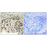 Immunohistochemistry - OSR1 (Phospho-Thr185) Antibody from Signalway Antibody (11746) - Antibodies.com