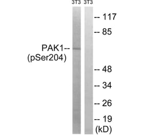 Western blot - PAK1 (Phospho-Ser204) Antibody from Signalway Antibody (11748) - Antibodies.com