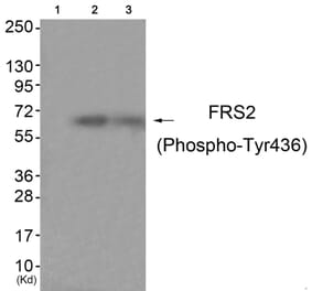 Western blot - FRS2 (Phospho-Tyr436) Antibody from Signalway Antibody (11769) - Antibodies.com