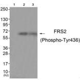 Western blot - FRS2 (Phospho-Tyr436) Antibody from Signalway Antibody (11769) - Antibodies.com