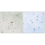 Immunohistochemistry - FRS2 (Phospho-Tyr436) Antibody from Signalway Antibody (11769) - Antibodies.com