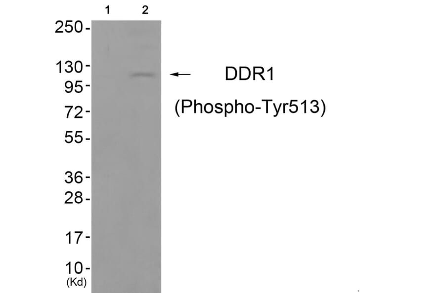 Western blot - DDR1 (Phospho-Tyr513) Antibody from Signalway Antibody (11770) - Antibodies.com
