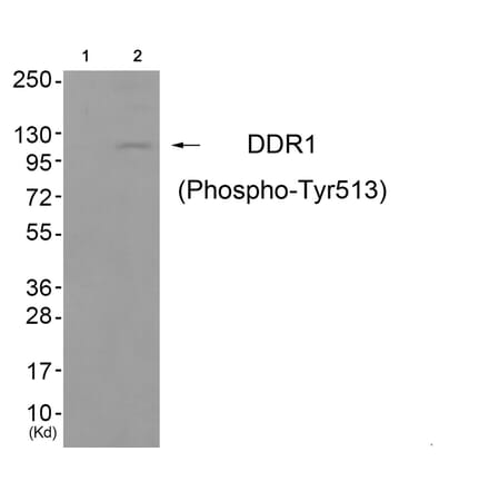 Western blot - DDR1 (Phospho-Tyr513) Antibody from Signalway Antibody (11770) - Antibodies.com
