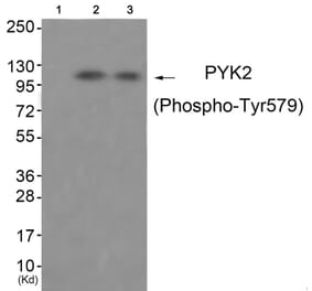 Western blot - PYK2 (Phospho-Tyr579) Antibody from Signalway Antibody (11776) - Antibodies.com