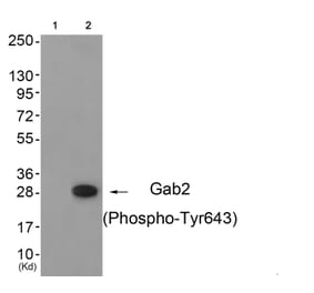 Western blot - Gab2 (Phospho-Tyr643) Antibody from Signalway Antibody (11802) - Antibodies.com