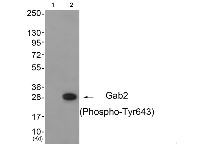 Western blot - Gab2 (Phospho-Tyr643) Antibody from Signalway Antibody (11802) - Antibodies.com
