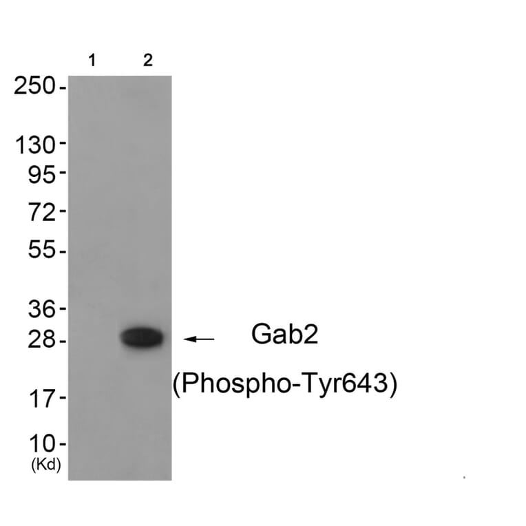 Western blot - Gab2 (Phospho-Tyr643) Antibody from Signalway Antibody (11802) - Antibodies.com