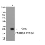 Western blot - Gab2 (Phospho-Tyr643) Antibody from Signalway Antibody (11802) - Antibodies.com