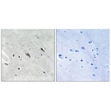Immunohistochemistry - Gab2 (Phospho-Tyr643) Antibody from Signalway Antibody (11802) - Antibodies.com