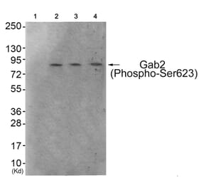Western blot - Gab2 (Phospho-Ser623) Antibody from Signalway Antibody (11803) - Antibodies.com