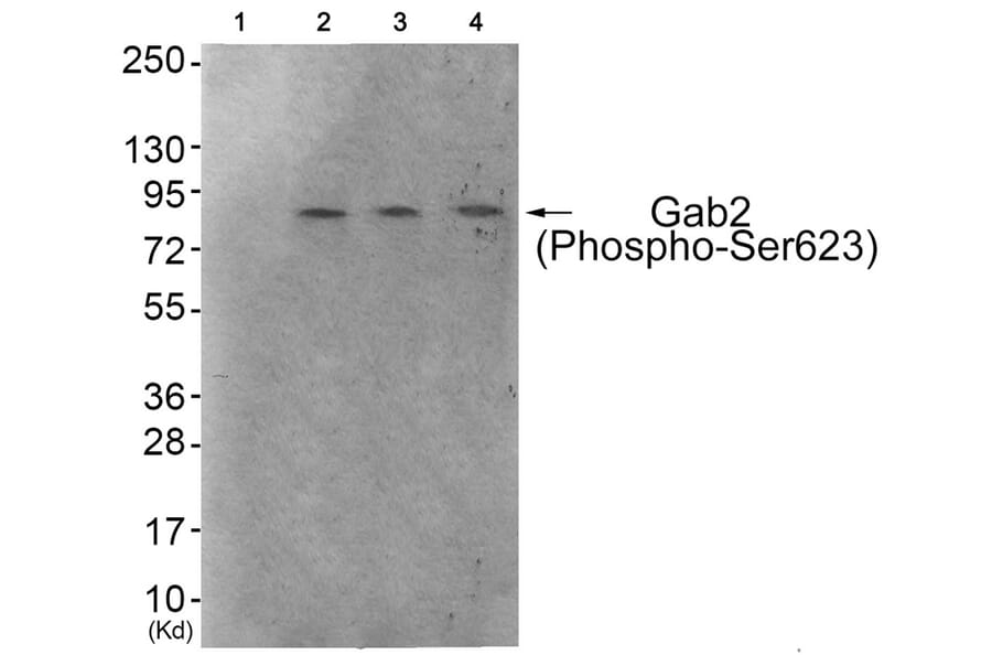 Western blot - Gab2 (Phospho-Ser623) Antibody from Signalway Antibody (11803) - Antibodies.com
