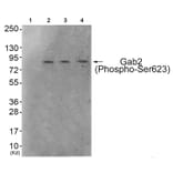 Western blot - Gab2 (Phospho-Ser623) Antibody from Signalway Antibody (11803) - Antibodies.com
