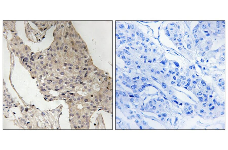 Immunohistochemistry - Gab2 (Phospho-Ser623) Antibody from Signalway Antibody (11803) - Antibodies.com