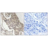 Immunohistochemistry - Gab2 (Phospho-Ser623) Antibody from Signalway Antibody (11803) - Antibodies.com