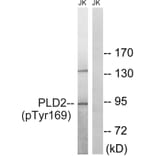 Western blot - PLD2 (Phospho-Tyr169) Antibody from Signalway Antibody (11813) - Antibodies.com