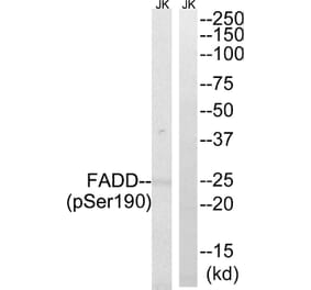 Western blot - FADD (Phospho-Ser190) Antibody from Signalway Antibody (11820) - Antibodies.com