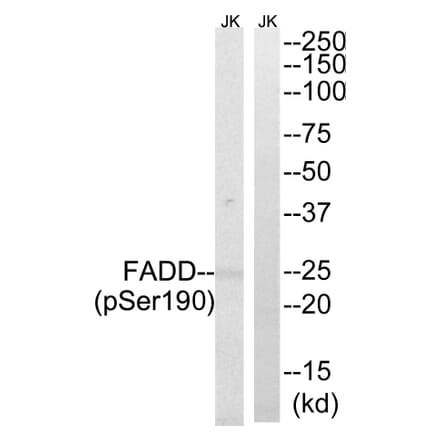 Western blot - FADD (Phospho-Ser190) Antibody from Signalway Antibody (11820) - Antibodies.com