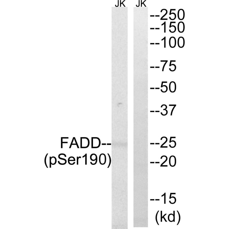 Western blot - FADD (Phospho-Ser190) Antibody from Signalway Antibody (11820) - Antibodies.com