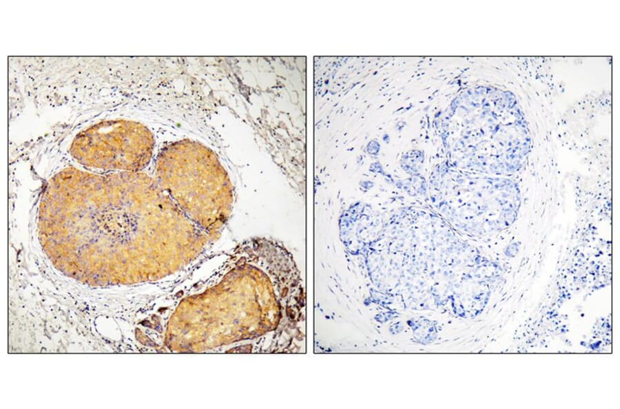Immunohistochemistry - FADD (Phospho-Ser190) Antibody from Signalway Antibody (11820) - Antibodies.com