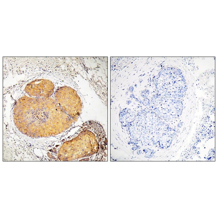 Immunohistochemistry - FADD (Phospho-Ser190) Antibody from Signalway Antibody (11820) - Antibodies.com