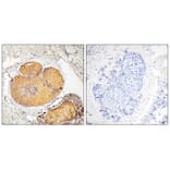 Immunohistochemistry - FADD (Phospho-Ser190) Antibody from Signalway Antibody (11820) - Antibodies.com