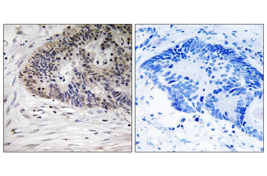 Immunohistochemistry - MDM4 (Phospho-Ser367) Antibody from Signalway Antibody (12141) - Antibodies.com