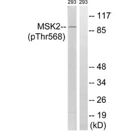 Western blot - MSK2 (Phospho-Thr568) Antibody from Signalway Antibody (12143) - Antibodies.com