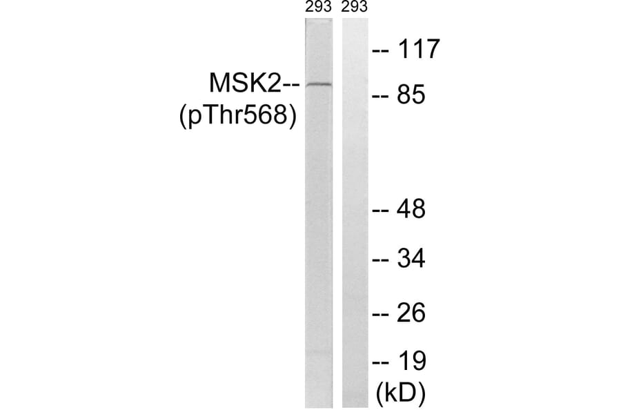 Western blot - MSK2 (Phospho-Thr568) Antibody from Signalway Antibody (12143) - Antibodies.com