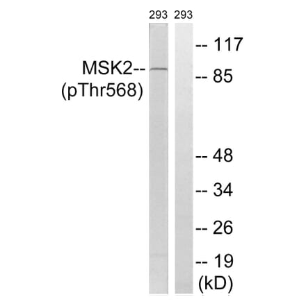 Western blot - MSK2 (Phospho-Thr568) Antibody from Signalway Antibody (12143) - Antibodies.com